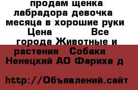 продам щенка лабрадора девочка 2 месяца в хорошие руки › Цена ­ 8 000 - Все города Животные и растения » Собаки   . Ненецкий АО,Фариха д.